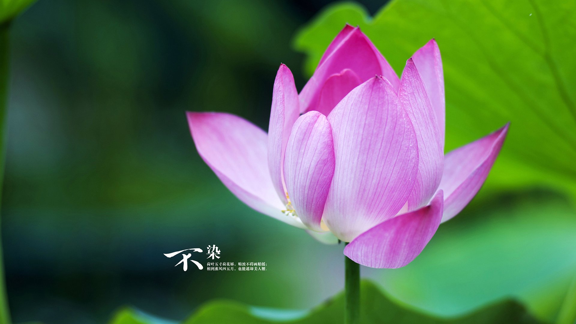 九游APP-美加墨世界杯焦点战，土耳其爆冷希腊，地中海的足球风暴与地缘回响