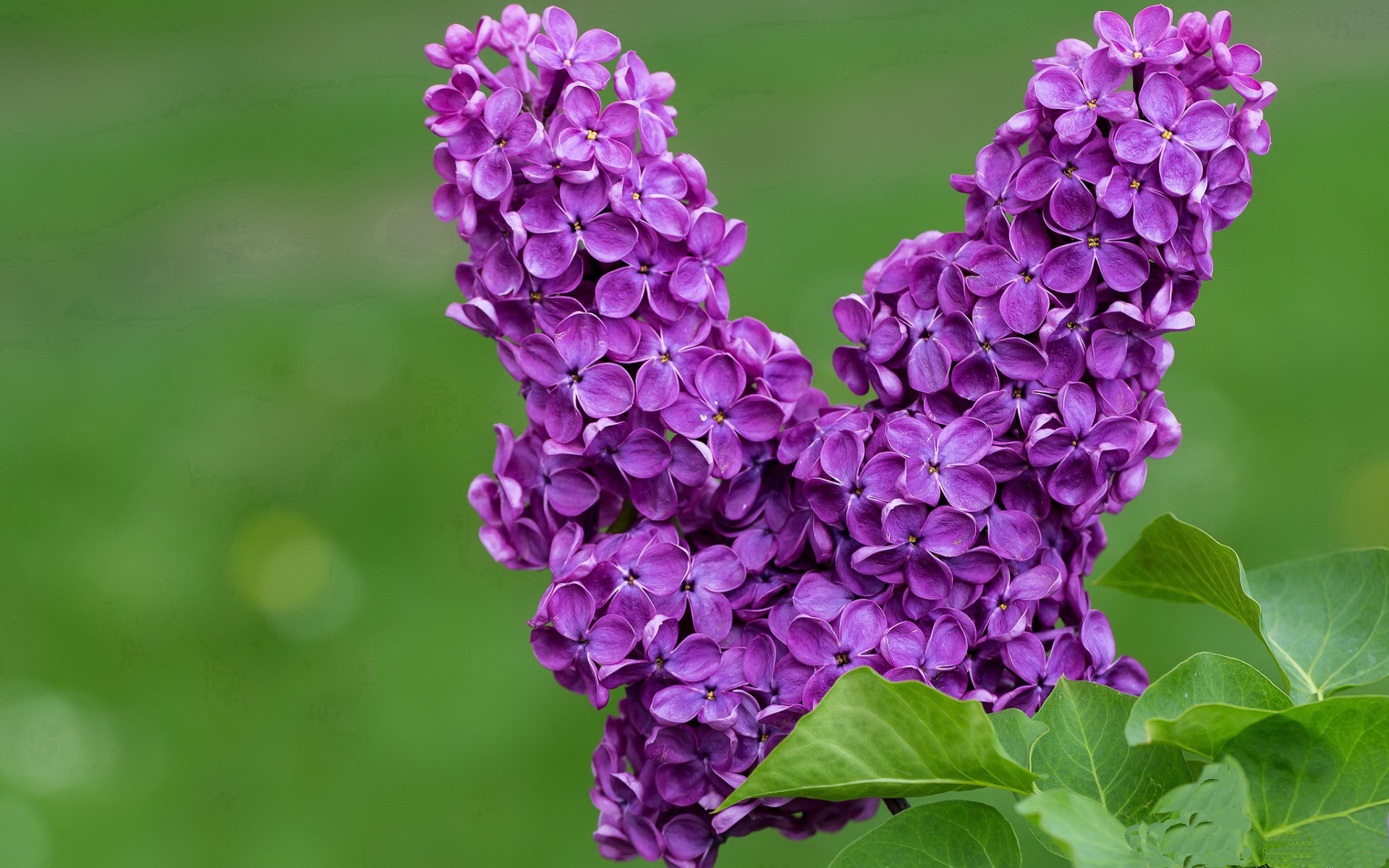 九游体育官方入口-世界杯之夜,卡拉斯科关键回合不手软